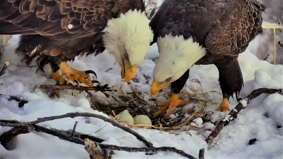 3 eggs for young eagle pair on DNR EagleCam