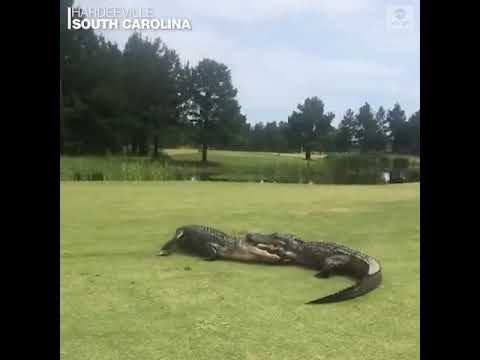 Golf Course Gator Grudge Match