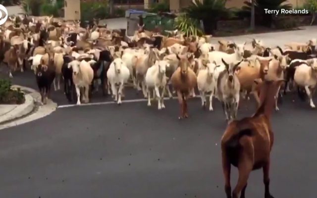 Goats Gone Wild!