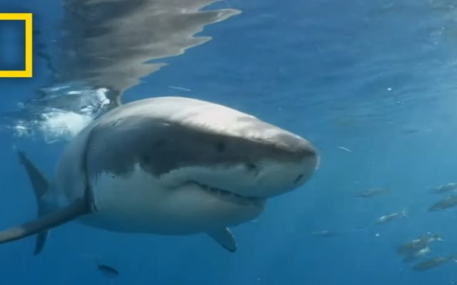 Nat Geo’s SharkFest is Bringing the World’s Most Famous Sharks to Your TV for Five Weeks
