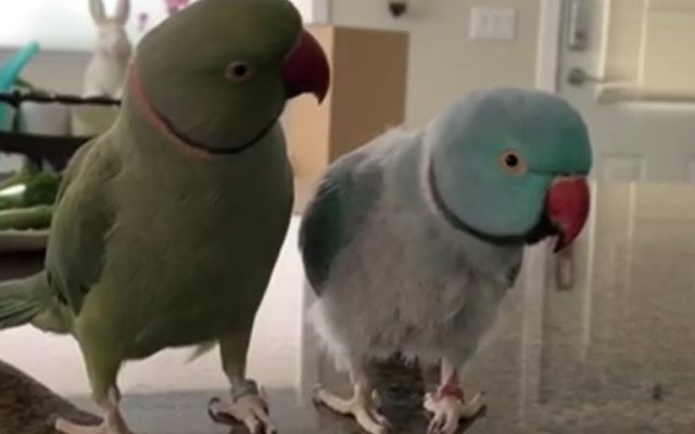Parrots Incredibly Talk To Each Other Like Humans