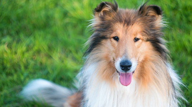 Your Very Own Lassie!