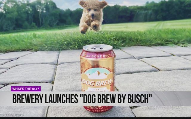 Anheuser-Busch’s Non-Alcoholic ‘Dog Brew’ Quickly Sells Out