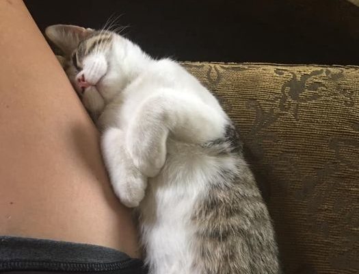 Meet Chibi–Laura Green’s New Pet Kitten