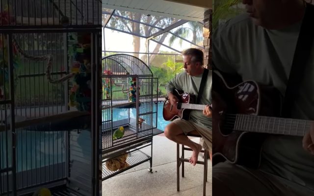 Parrot Sings Led Zeppelin, Guns N’ Roses, and Beatles Songs