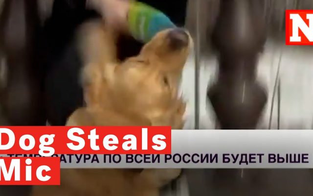 Dog Runs Away With TV Reporter’s Microphone