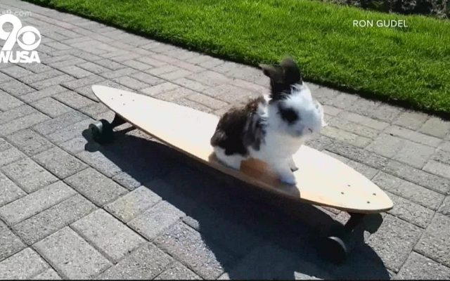 Rabbit Named Cookie — Who Loves to Skateboard — Brings Smiles’to Children’s Hospital Patients