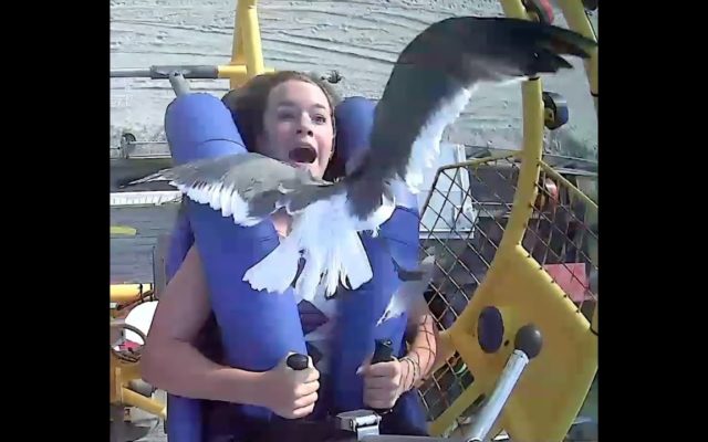 Teen Smacked in the Face by Bird During Amusement Ride
