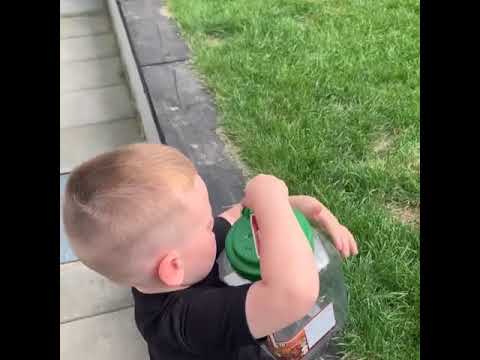 A Little Boy Releases a Butterfly, and the Dog Eats It