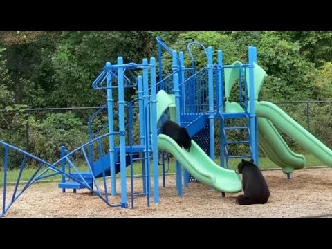 A Bear Teaches Its Cub How to Go Down a Playground Slide
