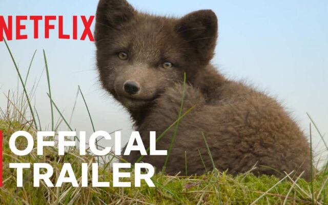 Wild Babies | Official Trailer | Netflix