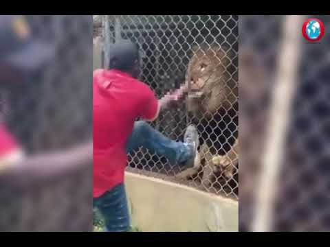 Zoo Worker Teases a Lion, and Gets His Finger Bitten Off