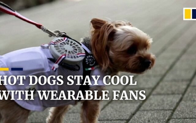 It’s So Hot, People Are Strapping Portable Fans to Their Cats and Dogs