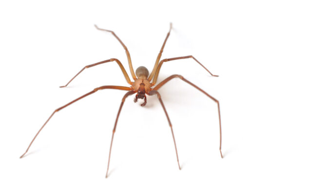 It’s Peak Spider Season in Your House