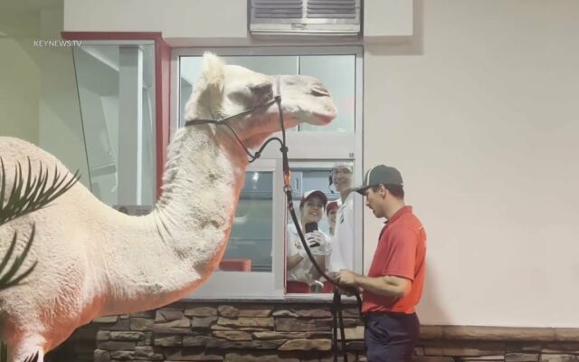 Would You Like Fries With Your Camel?