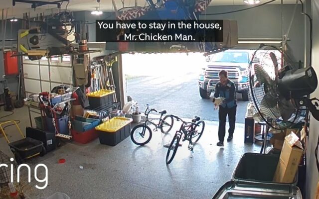 A Patient Delivery Driver Tries Very Hard to Corral a Pet Chicken