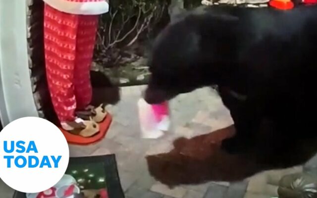 This Porch Pirate is Actually a BEAR!