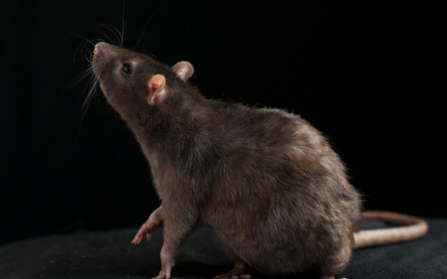NYC Hires It’s Very First “Rat Czar”