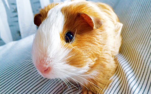 This Little Guinea Pig Is NOT For Sale