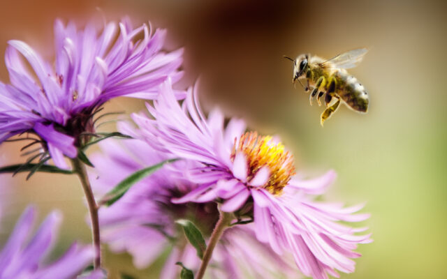Bee Very Careful!