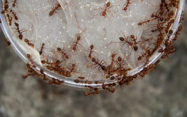 Scientists WANT You To Have Ants In Your Kitchen