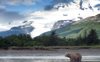 Grizzly Bears Are Awake & Active–You’ve Been Warned!