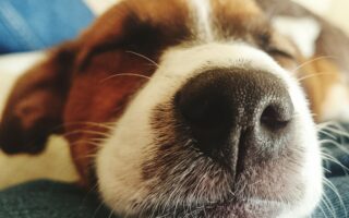 Your Dog Can SMELL When You’re In Distress